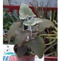Kalanchoe beharensis