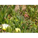 Carpobrotus edulis f. yellow flowers