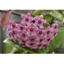 Hoya carnosa