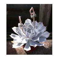 Echeveria lilacina