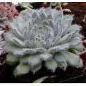 Echeveria setosa v. minor FO-042