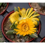 Glotiphyllum marlothii