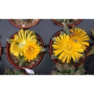 Glotiphyllum marlothii