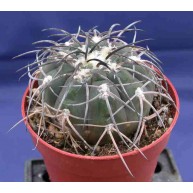 Gymnocalycium spegazzinnii
