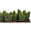 Trichocereus spachianus 10.5cm pots