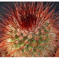 Mammillaria spinosissima Red spines