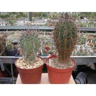 Carnegia gigantea 13cm pots Carnegia gigantea 13cm pots