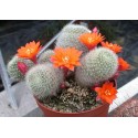 Rebutia hoffmanniana WR521a