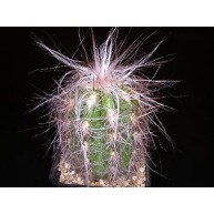 Oreocereus celsianus 9cm pots