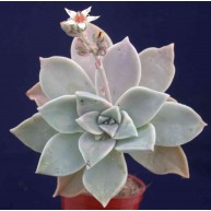 Graptopetalum paraguayense