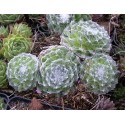 Sempervivum arachnoideum