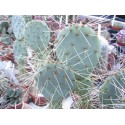 Opuntia robusta DJF 1535 Oscar Sotomaynes