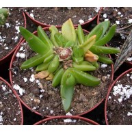 Glotiphyllum marlothii