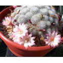 Rebutia Celebration