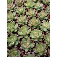 Sedum adolphii