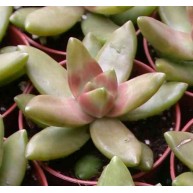 Sedum nussbaumerianum 9cm pot