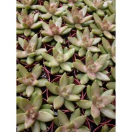 Sedum nussbaumerianum 9cm pot