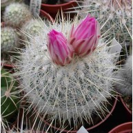 Echinomastus macdowellei