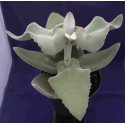 Kalanchoe beharensis f. White leaves