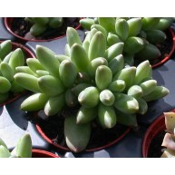 Pachyphytum compactum