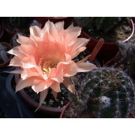 Echinopsis hualottii x Tangerine