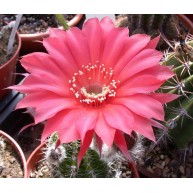 Echinopsis Infinity