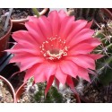 Echinopsis Infinity