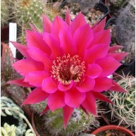 Echinopsis Sorceress