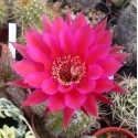 Echinopsis Sorceress