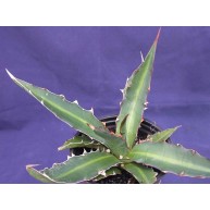 Agave xylonacantha