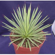 Agave stricta v. nana
