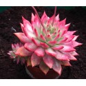 Echeveria Frank Reineldt ISI 1467