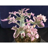 Senecio articulatus f. variegatus