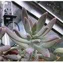 Sedum x Graptopetalum Darley Sunshine 9cm pot