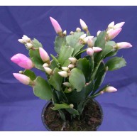 Schlumbergera Thor Ida
