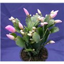 Schlumbergera Thor Ida