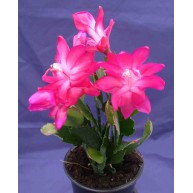 Schlumbergera Thor Sharon