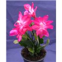 Schlumbergera Thor Sharon