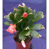 Schlumbergera Decorum Orange