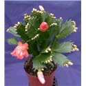 Schlumbergera Decorum Orange