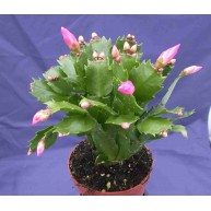 Schlumbergera Decorum Pink