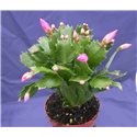 Schlumbergera Decorum Pink