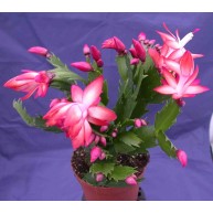 Schlumbergera Decorum Red