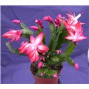 Schlumbergera Decorum Red