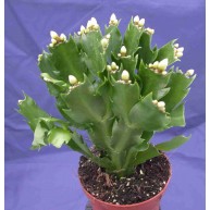 Schlumbergera Decorum White