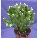 Schlumbergera Decorum White