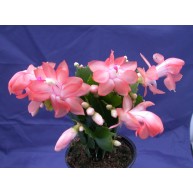 Schlumbergera Thor Isabella