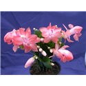 Schlumbergera Thor Isabella