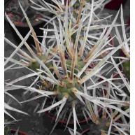 Tephrocactus articulatus v.papyracanthus