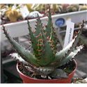 Aloe broomii 8cm pot